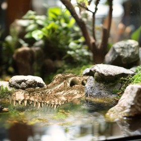 Terrario Crocodile Skull Decoration