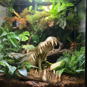 Terrário Crânio de Crocodilo XL