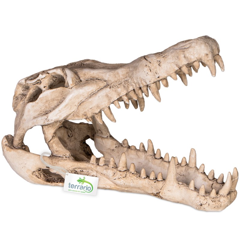 Terrario Crocodile Skull XL