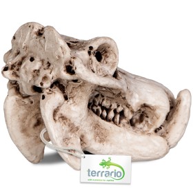 Terrario Hippo Skull - unik terrariumdekoration