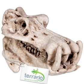 Calavera de hipopótamo para terrario