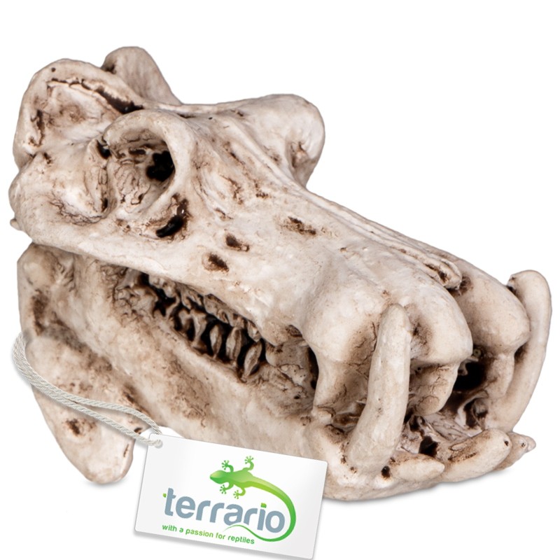 Terrario Hippo Skull dekoracija terariumui