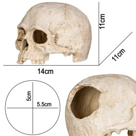 Terrario Human Skull - Czaszka Ludzka 14x11x11 cm