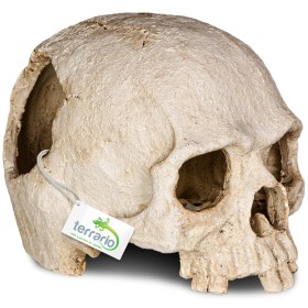 Terrario Human Skull decoration