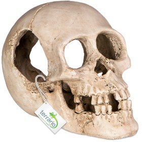 Terrario Human Skull XL decoration