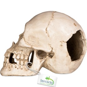 Terrario Human Skull XL decoration