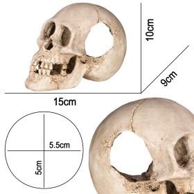 Terrario Cranio Umano XL