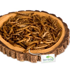 Terrario Tree Ring Bowl – Miska do Terrarium 12x11x1,5 cm