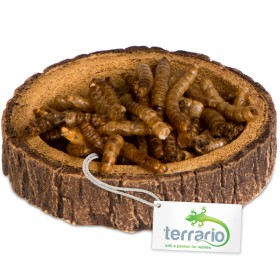 Terrario Tree Ring Bowl XS – miska do terrarium 6x5x1 cm