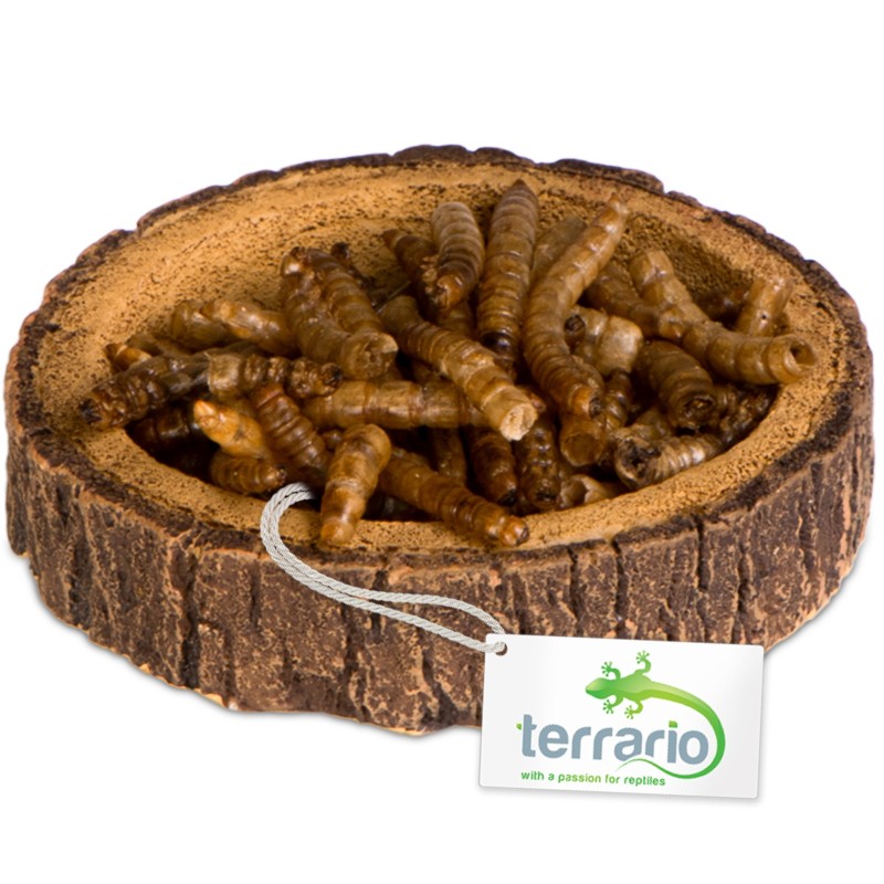 Terrario Tree Ring Bowl XS – miska do terrarium 6x5x1 cm