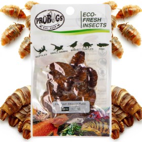 ProBugs Eco-Fresh Larve de Mătase 15g