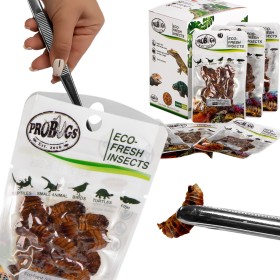 ProBugs Eco-Fresh Maulbeerseidenraupen 15g