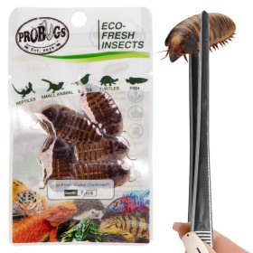 ProBugs Eco-Fresh Dubia Cockroach 5pcs - cafards frais