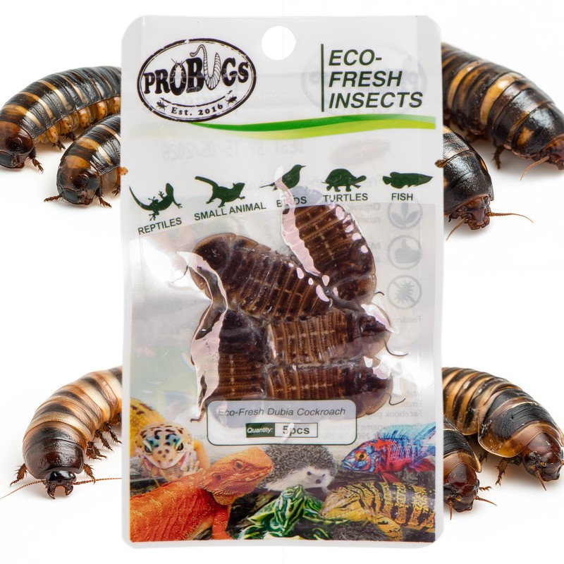 ProBugs Eco-Fresh Dubia Gândaci 5buc - gândaci proaspeți