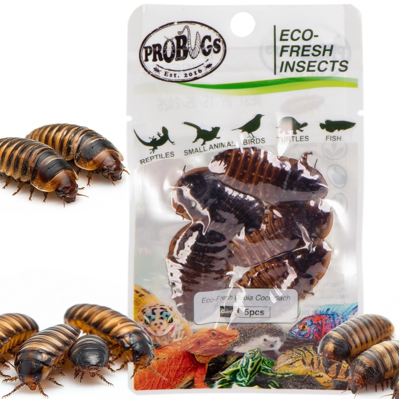 ProBugs Eco-Fresh Dubia Gândaci 5buc - gândaci proaspeți