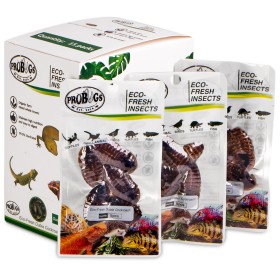 ProBugs Eco-Fresh Dubia Cockroach 5pcs - fresh cockroaches