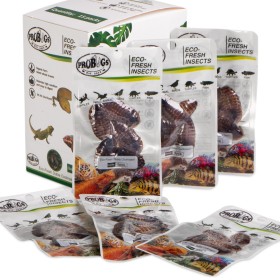 ProBugs Eco-Fresh Dubia Cockroach 5pcs - fresh cockroaches