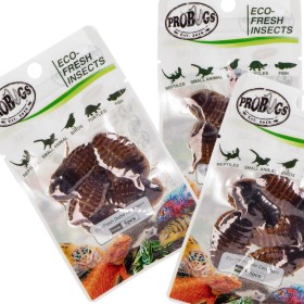 ProBugs Eco-Fresh Dubia Cockroach 5pcs - cafards frais