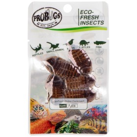 ProBugs Eco-Fresh Dubia Cockroach 5pcs - fresh cockroaches