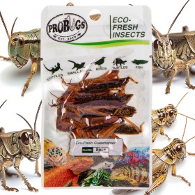 ProBugs Eco-Fresh Gräshoppor 8st - hälsosam mat