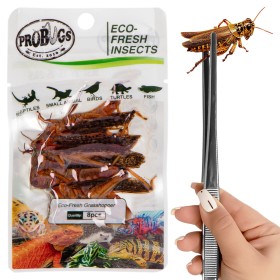 ProBugs Eco-Fresh Saltamontes 8 piezas - comida saludable