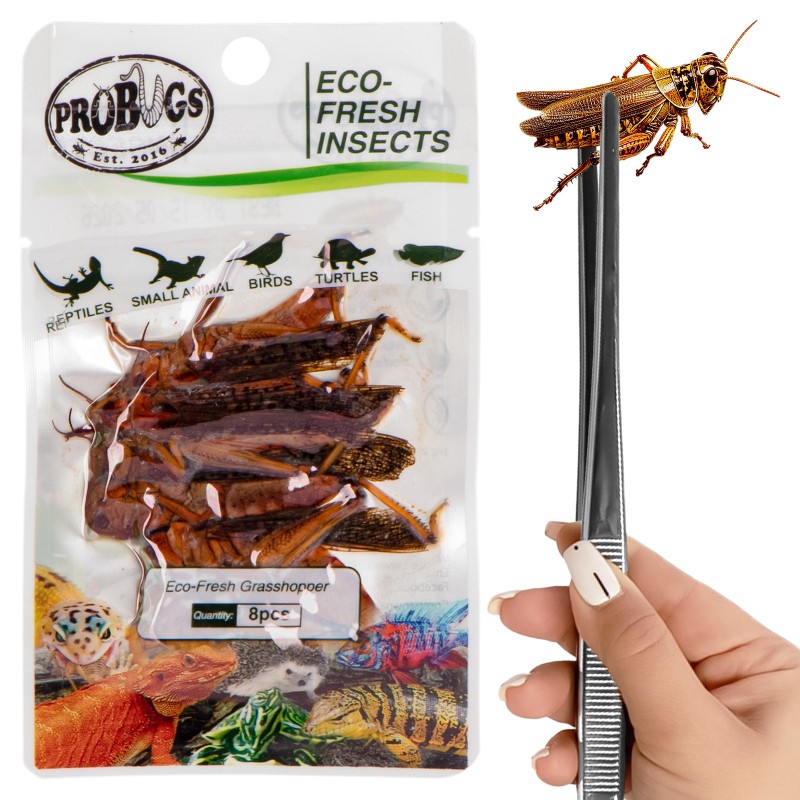 ProBugs Eco-Fresh Grasshopper 8pcs - healthy food