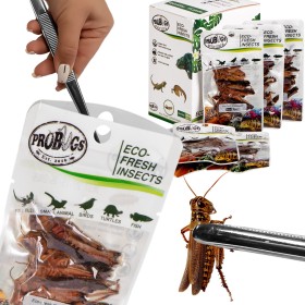 Gafanhoto frescos ProBugs - Alimento seguro