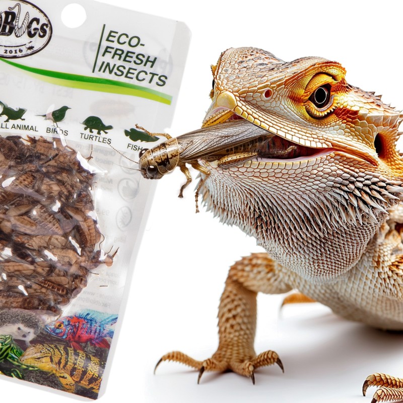 ProBugs Eco-Fresh Cricket 6g - Fresh Crickets