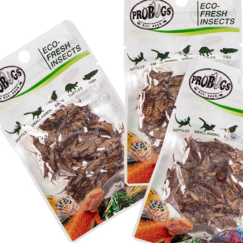 ProBugs Eco-Fresh Cricket 6g - Fresh Crickets