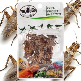 ProBugs Eco-Fresh Сверчки 6г - Свіжі Сверчки