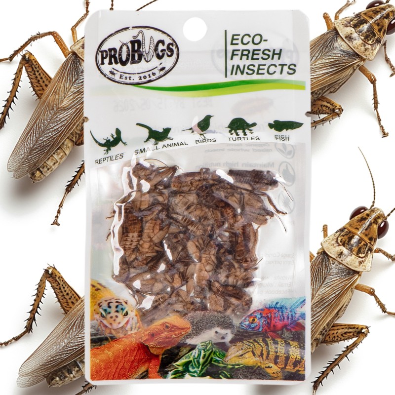 ProBugs Eco-Fresh Greieri 6g - Greieri proaspeți