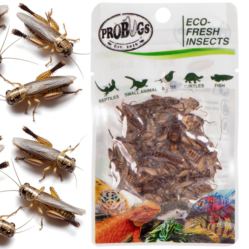 ProBugs Eco-Fresh Greieri 6g - Greieri proaspeți