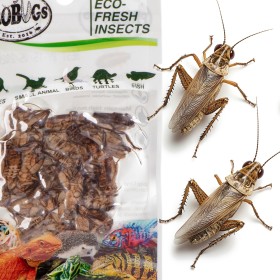 ProBugs Eco-Fresh Greieri 6g - Greieri proaspeți