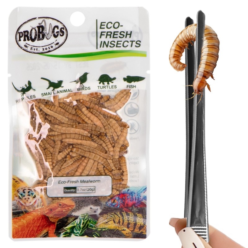 ProBugs Eco-Fresh Larvas de Farinha 20g