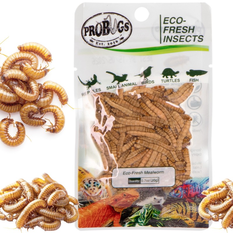 ProBugs Eco-Fresh Mealworm 20g - Fresh Larvae