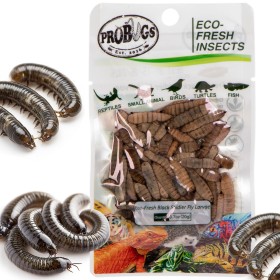 ProBugs Eco-Fresh Black Soldier Fly Larvae 20g