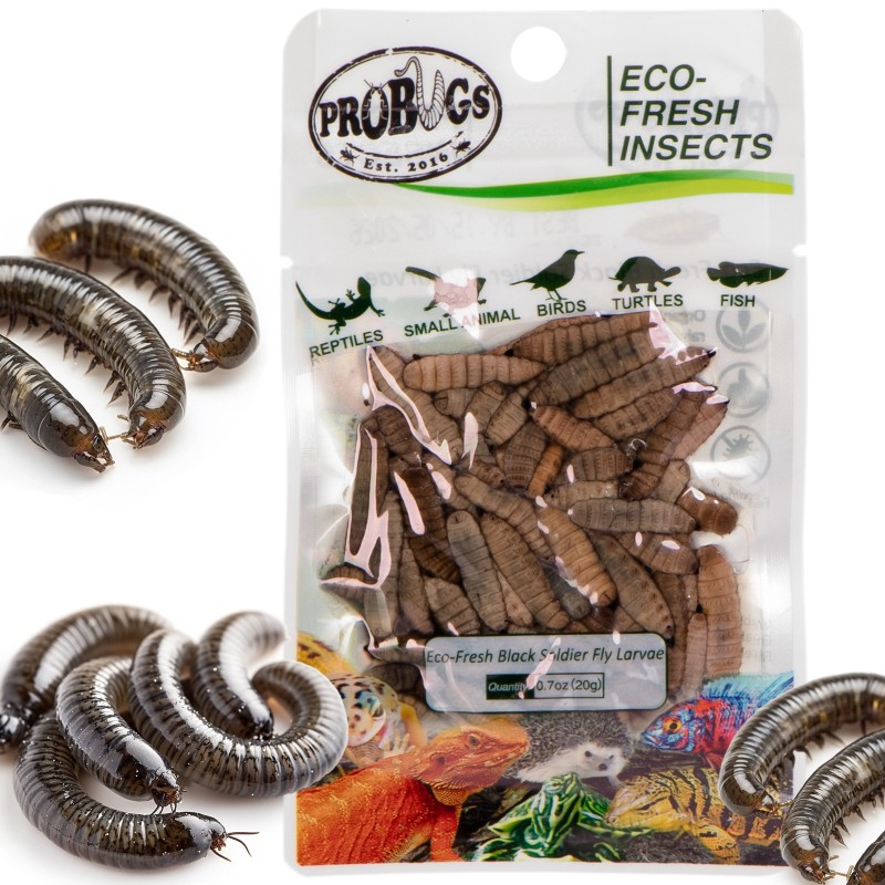 ProBugs Eco-Fresh Schwarze Fliegenlarven 20g