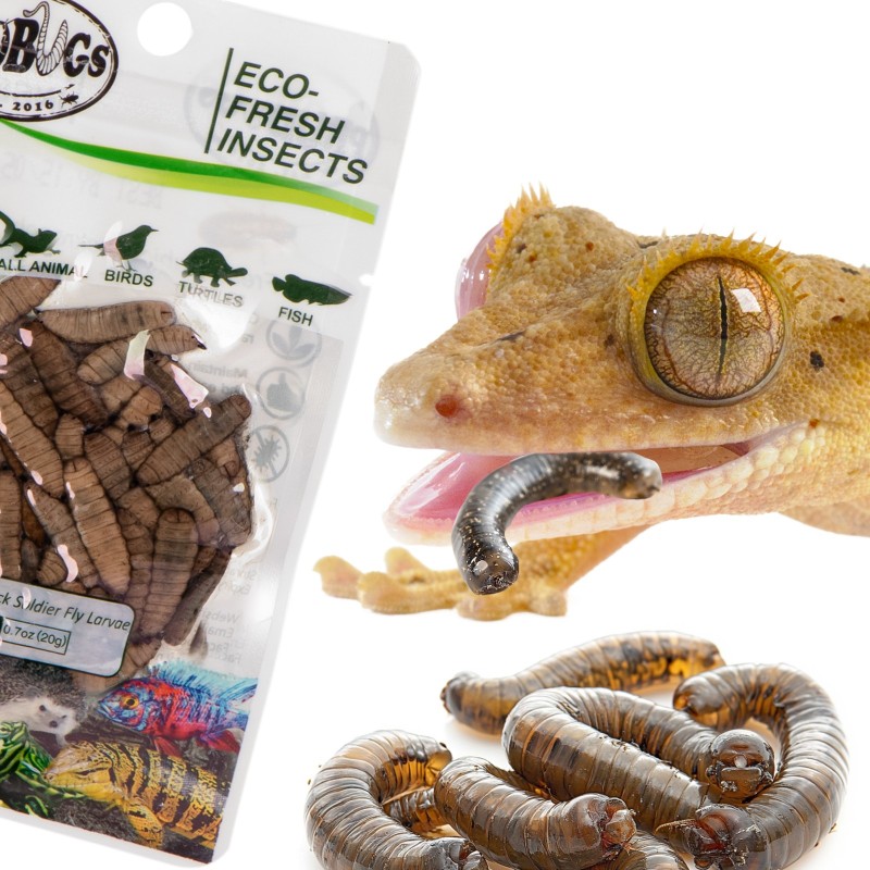 ProBugs Eco-Fresh 20g - černé larvy octomilky