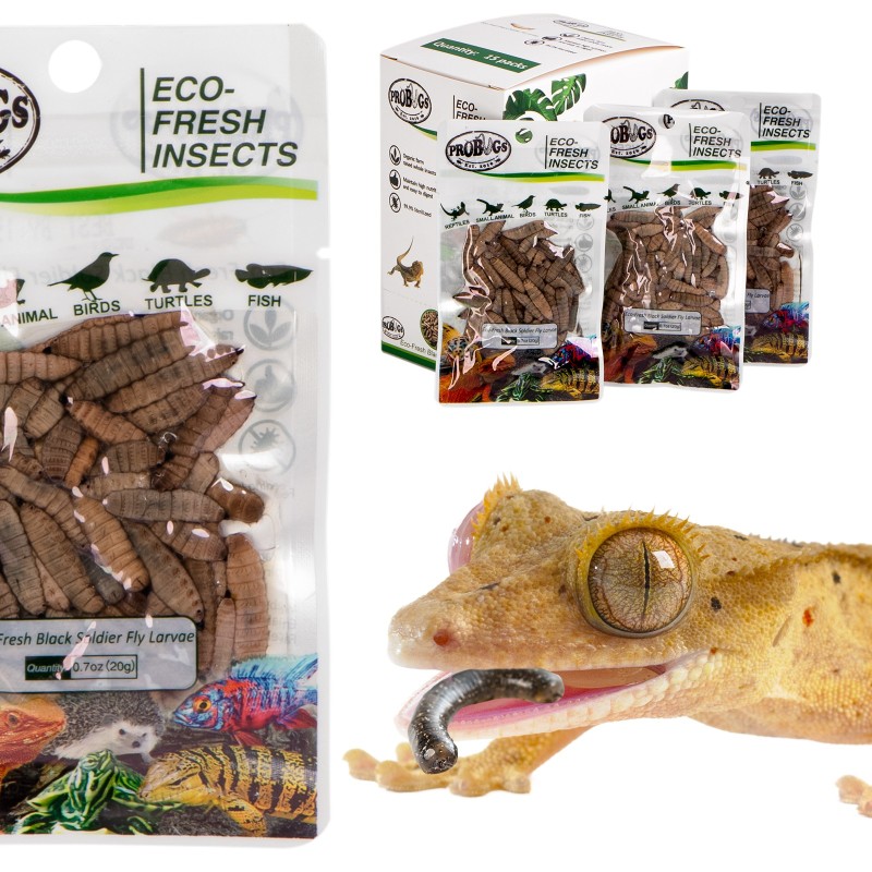 ProBugs Eco-Fresh 20g - černé larvy octomilky