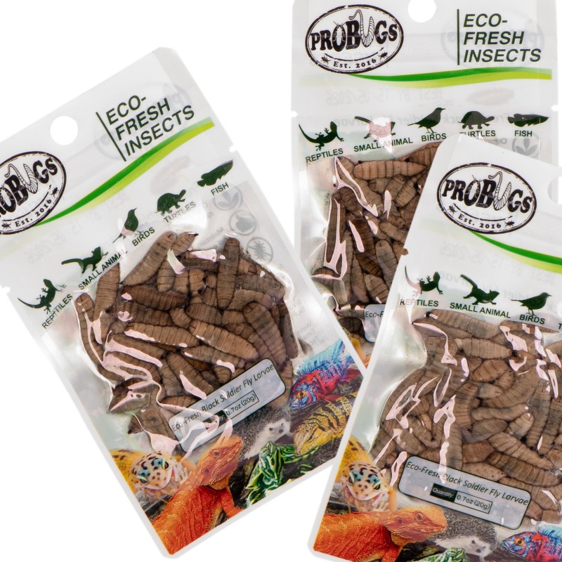 ProBugs Eco-Fresh Larves de Mouches Noires Soldat 20g - larves fraîches de mouche noire