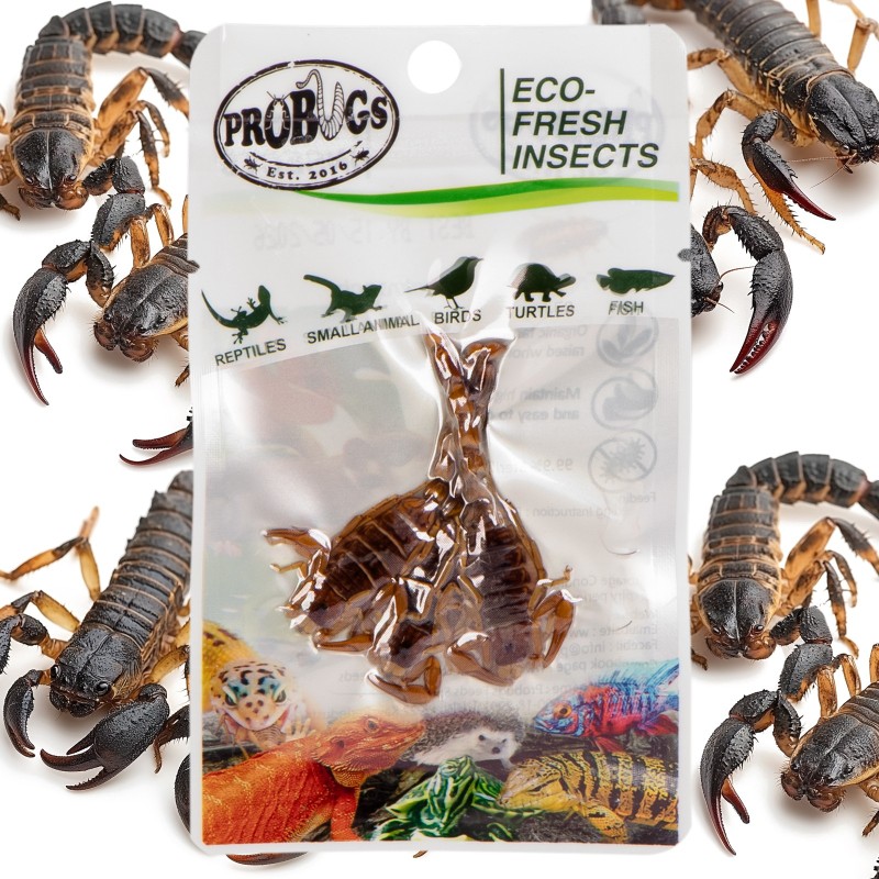 ProBugs Eco-Fresh Scorpioni 3buc - Hrana sănătoasă pentru animale de companie