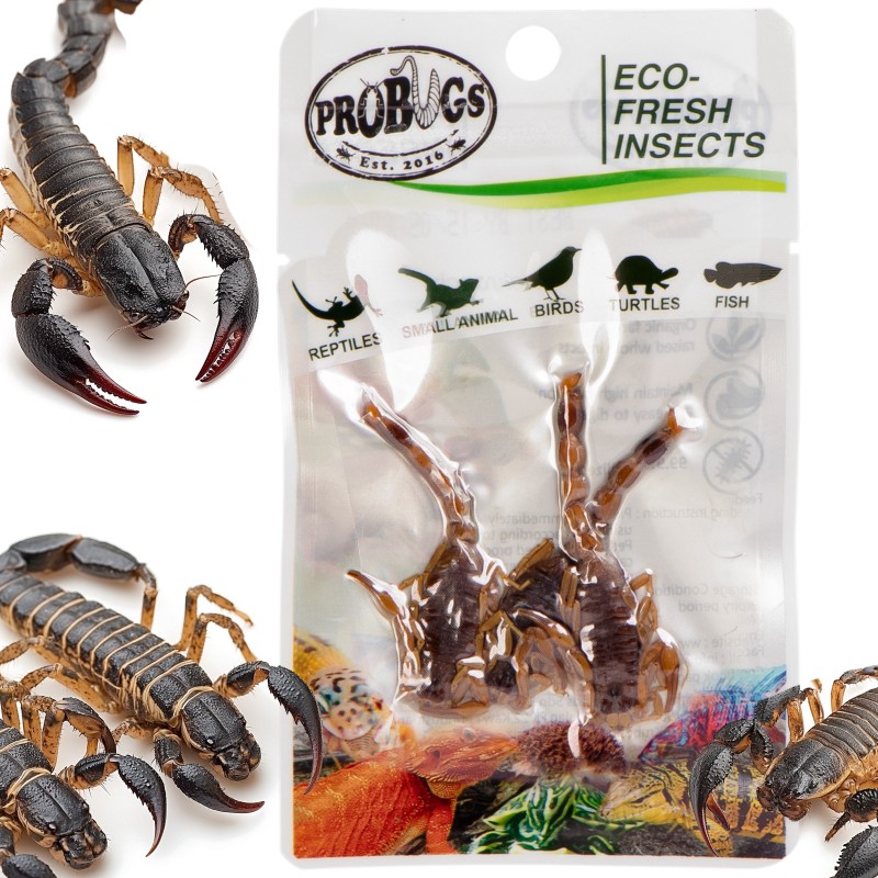 ProBugs Eco-Fresh Scorpioni 3buc - Hrana sănătoasă pentru animale de companie