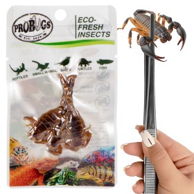 ProBugs Eco-Fresh Escorpiones 3 unidades - Alimento saludable para mascotas