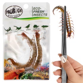 ProBugs Scolopendra - alimento saludable para animales.