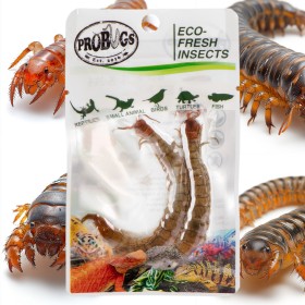 ProBugs Scolopendra - healthy feed for animals