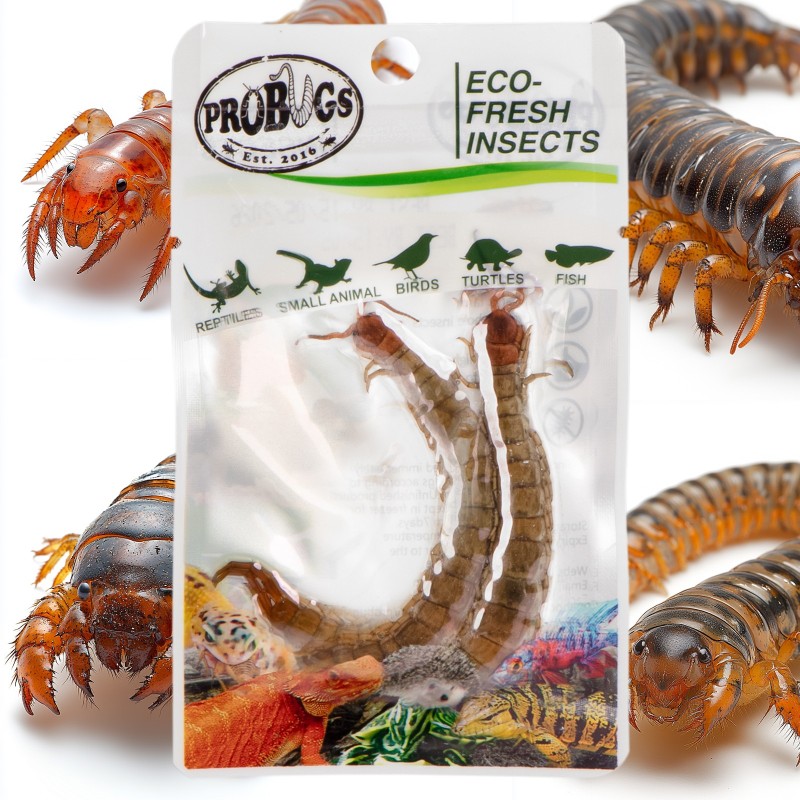 ProBugs Eco-Fresh Scolopendra 2pcs