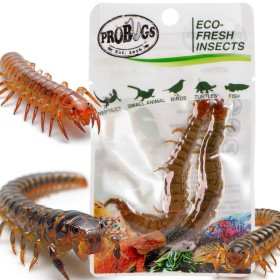 ProBugs Scolopendra - здоровая кормовая насекомая для животных