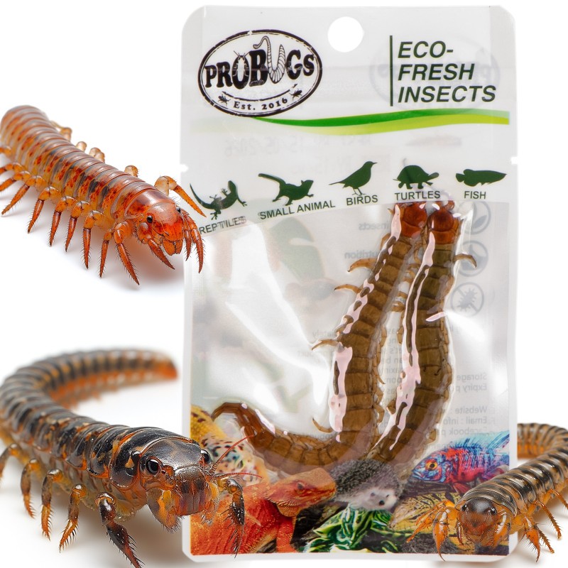 ProBugs Scolopendra - healthy feed for animals