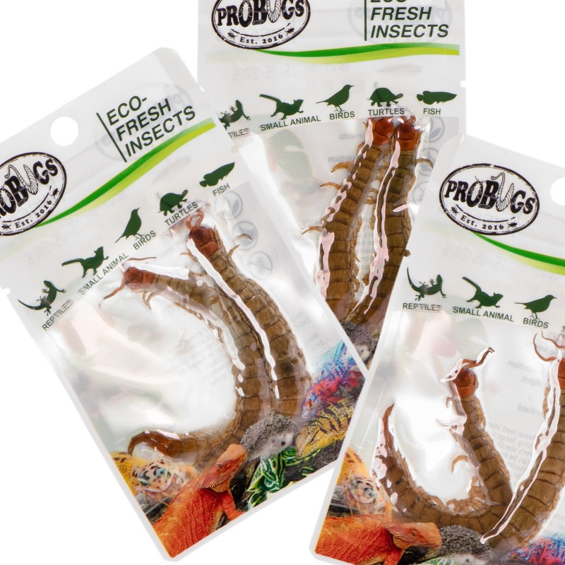 ProBugs Scolopendra - healthy feed for animals