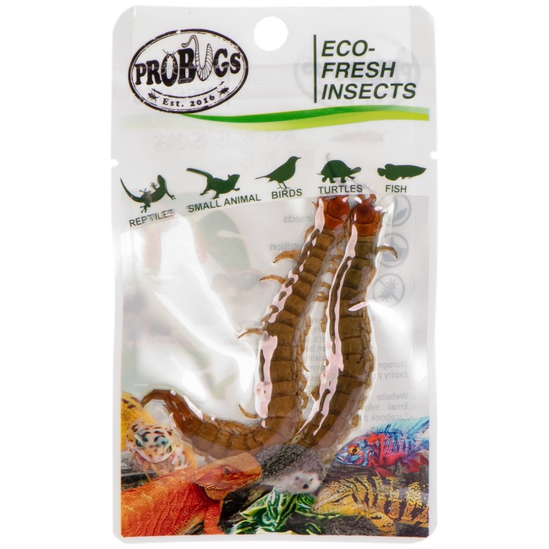 ProBugs Scolopendra - healthy feed for animals